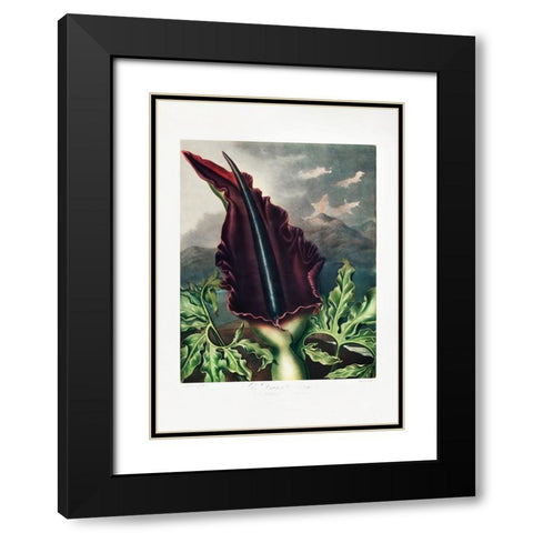 The Dragon Arum from The Temple of Flora (1807) Black Modern Wood Framed Art Print with Double Matting by Pictufy