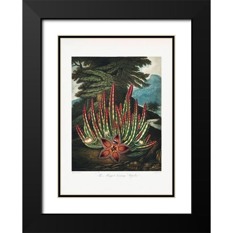 The MaggotaÂ€Â“Bearing Stapelia from The Temple of Flora (1807) Black Modern Wood Framed Art Print with Double Matting by Pictufy