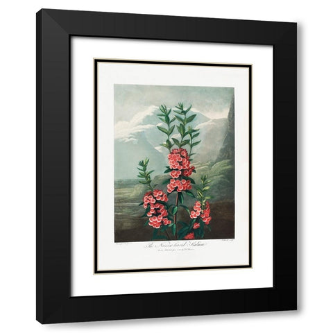 The NarrowaÂ€Â“Leaved Kalmia from The Temple of Flora (1807) Black Modern Wood Framed Art Print with Double Matting by Pictufy