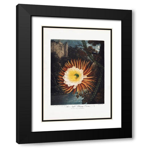 The NightaÂ€Â“Blowing Cereus from The Temple of Flora (1807) Black Modern Wood Framed Art Print with Double Matting by Pictufy