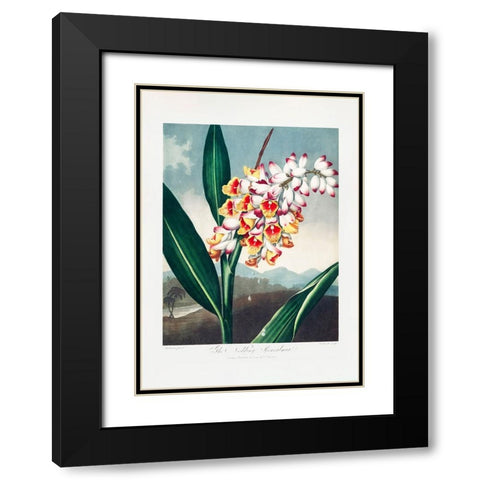 The Nodding Renealmia from The Temple of Flora (1807) Black Modern Wood Framed Art Print with Double Matting by Pictufy