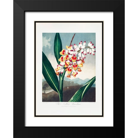 The Nodding Renealmia from The Temple of Flora (1807) Black Modern Wood Framed Art Print with Double Matting by Pictufy