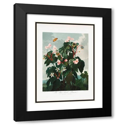 The ObliqueaÂ€Â“Leaved Begonia from The Temple of Flora (1807) Black Modern Wood Framed Art Print with Double Matting by Pictufy
