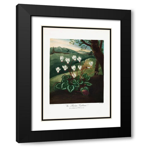 The Persian Cyclamen from The Temple of Flora (1807) Black Modern Wood Framed Art Print with Double Matting by Pictufy