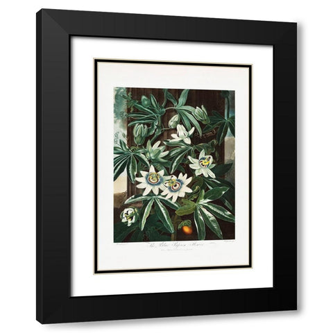 The Passiflora Cerulea from The Temple of Flora (1807) Black Modern Wood Framed Art Print with Double Matting by Pictufy