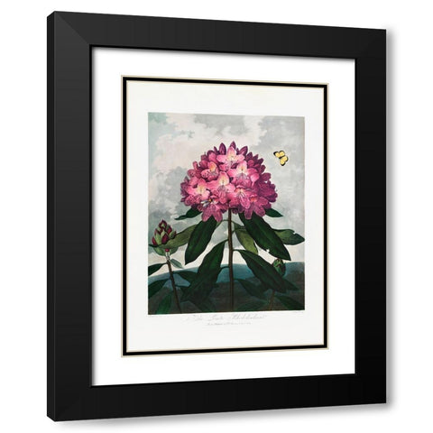 The Pontic Rhododendron from The Temple of Flora (1807) Black Modern Wood Framed Art Print with Double Matting by Pictufy
