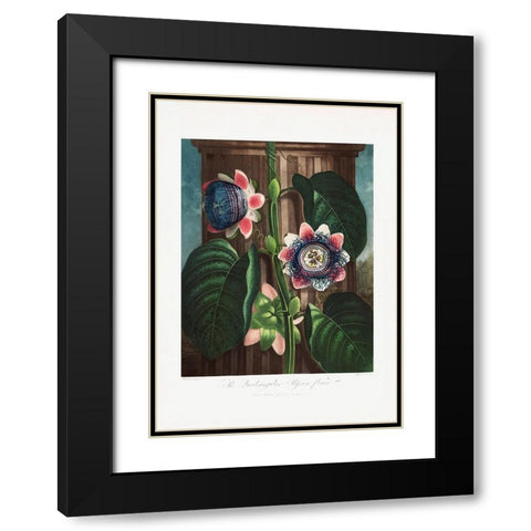 The Quadrangular Passion Flower from The Temple of Flora (1807) Black Modern Wood Framed Art Print with Double Matting by Pictufy
