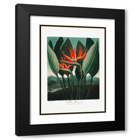 The QueenaÂ€Â“Plant from The Temple of Flora (1807) Black Modern Wood Framed Art Print with Double Matting by Pictufy