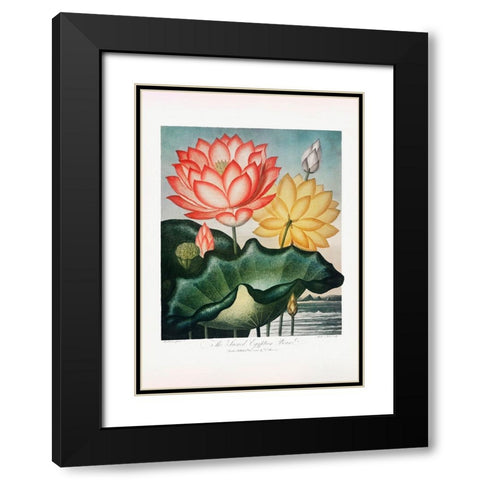 The Sacred Egyptian Bean from The Temple of Flora (1807) Black Modern Wood Framed Art Print with Double Matting by Pictufy