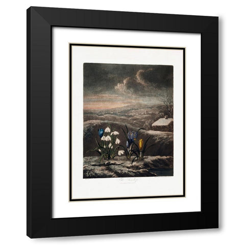The Snowdrops from The Temple of Flora (1807) Black Modern Wood Framed Art Print with Double Matting by Pictufy