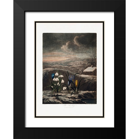 The Snowdrops from The Temple of Flora (1807) Black Modern Wood Framed Art Print with Double Matting by Pictufy