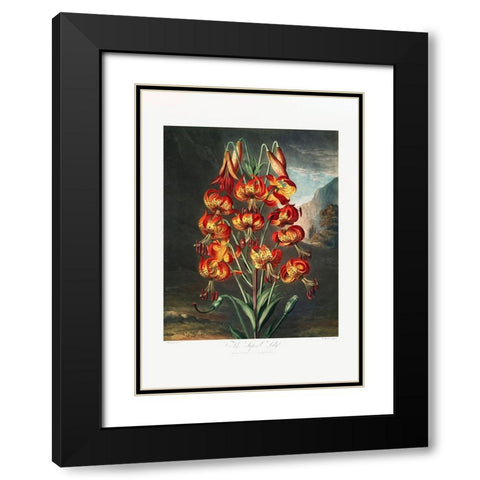 The Superb Lily from The Temple of Flora (1807) Black Modern Wood Framed Art Print with Double Matting by Pictufy