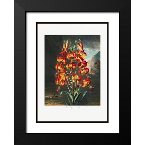 The Superb Lily from The Temple of Flora (1807) Black Modern Wood Framed Art Print with Double Matting by Pictufy