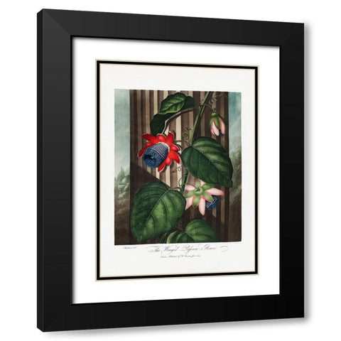 The Winged Passion-Flower from The Temple of Flora (1807) Black Modern Wood Framed Art Print with Double Matting by Pictufy