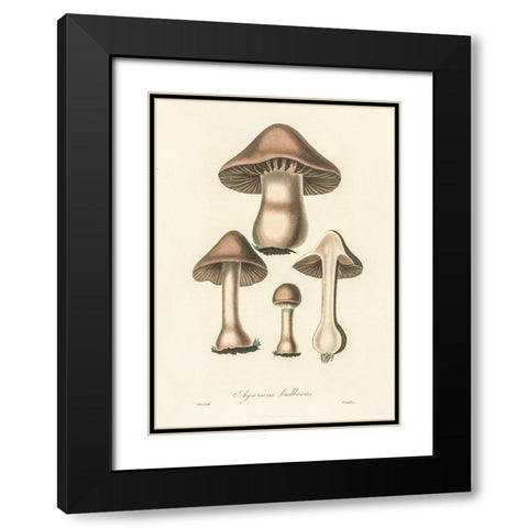 Agaricus Bulbosus Illustration. Medical Botany 1836 Black Modern Wood Framed Art Print with Double Matting by Pictufy