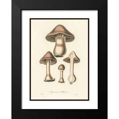 Agaricus Bulbosus Illustration. Medical Botany 1836 Black Modern Wood Framed Art Print with Double Matting by Pictufy