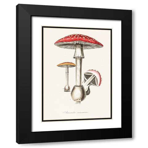 Amanita Muscaria Illustration. Medical Botany 1836 Black Modern Wood Framed Art Print with Double Matting by Pictufy