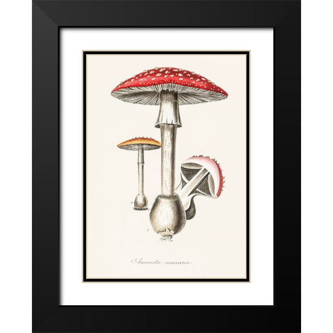Amanita Muscaria Illustration. Medical Botany 1836 Black Modern Wood Framed Art Print with Double Matting by Pictufy