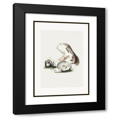 Vintage Agaricus Augustus Mushroom 50x70 Black Modern Wood Framed Art Print with Double Matting by Pictufy