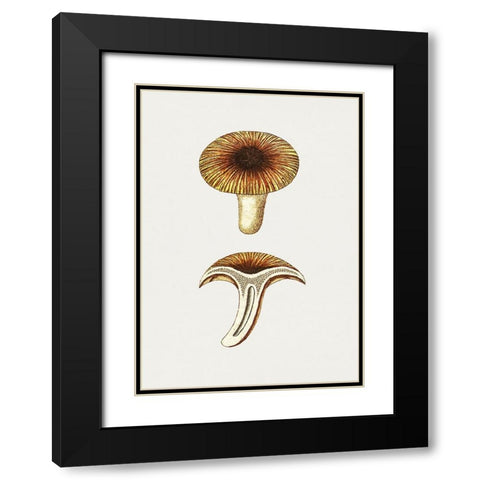 Vintage Chanterelles Edible Mushroom Black Modern Wood Framed Art Print with Double Matting by Pictufy