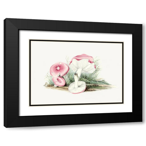 Vintage Russula Emetica Mushroom Black Modern Wood Framed Art Print with Double Matting by Pictufy