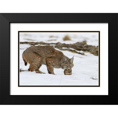 Bob The Cat Black Modern Wood Framed Art Print with Double Matting by Verdon