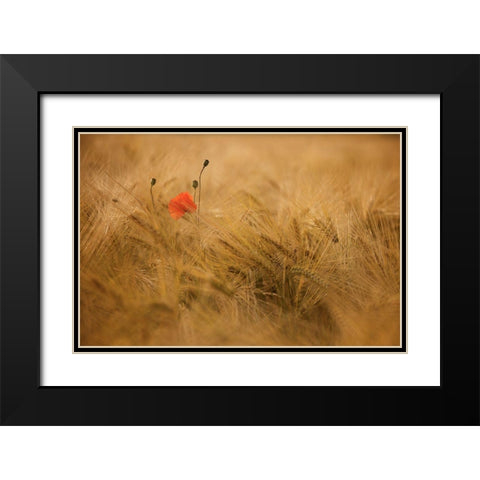 Ephemeral Black Modern Wood Framed Art Print with Double Matting by Draus, Thierry