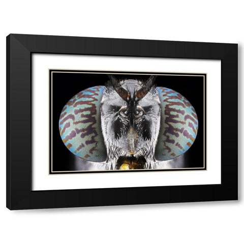 Soldier Fly Black Modern Wood Framed Art Print with Double Matting by Jusa, Donald