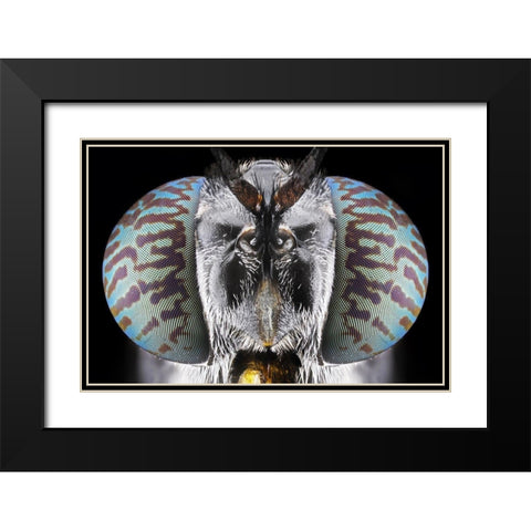 Soldier Fly Black Modern Wood Framed Art Print with Double Matting by Jusa, Donald