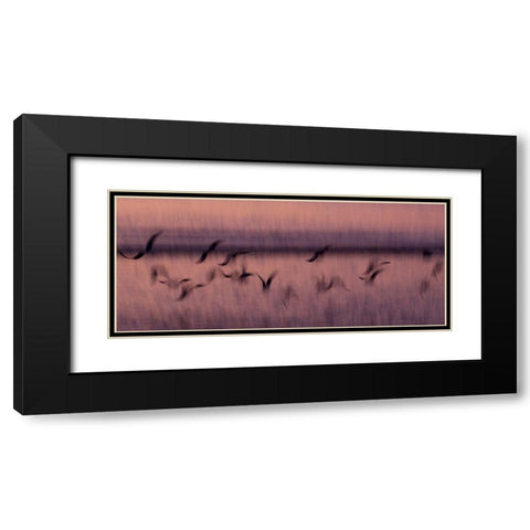 Flight Black Modern Wood Framed Art Print with Double Matting by Abildgren, Rasmus