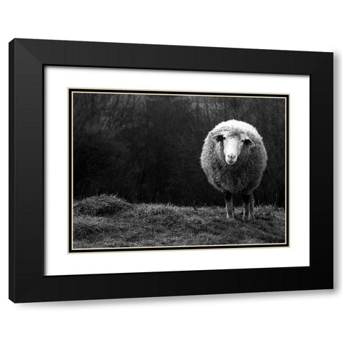 Wondering Sheep Black Modern Wood Framed Art Print with Double Matting by Ajven