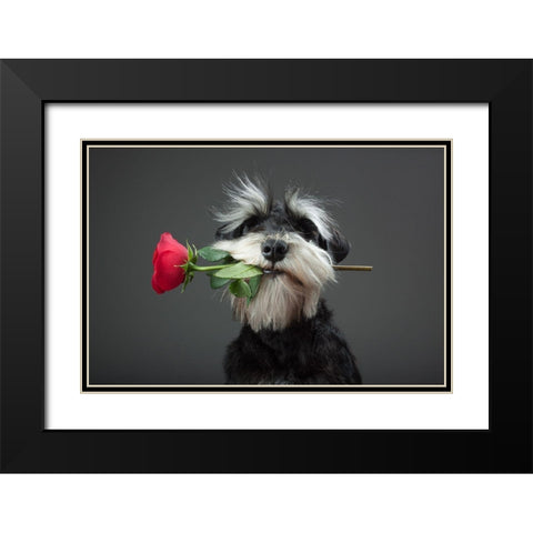 Tango Dancer Black Modern Wood Framed Art Print with Double Matting by Mahmutovic, Adnan