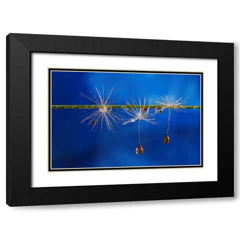 Blue Drops Of Life Black Modern Wood Framed Art Print with Double Matting by Westum, Heidi