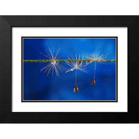 Blue Drops Of Life Black Modern Wood Framed Art Print with Double Matting by Westum, Heidi