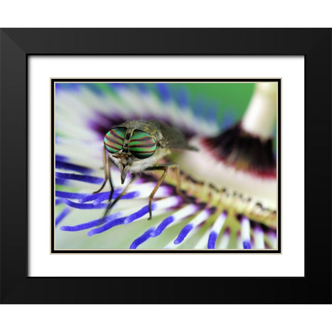 Eye-Catching Black Modern Wood Framed Art Print with Double Matting by Hoffman, Jimmy