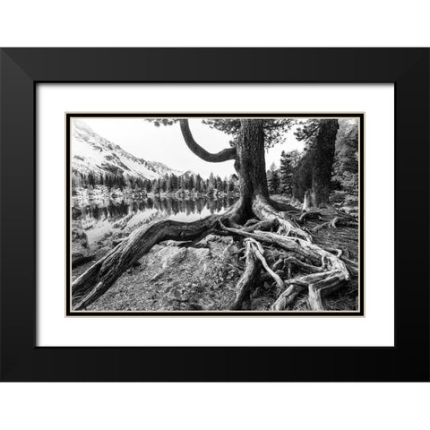Old Tree Black Modern Wood Framed Art Print with Double Matting by Landolt, Susanne