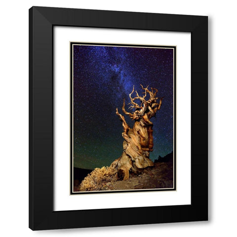 Bristlecone Pine Black Modern Wood Framed Art Print with Double Matting by Ghirardini, Tanja