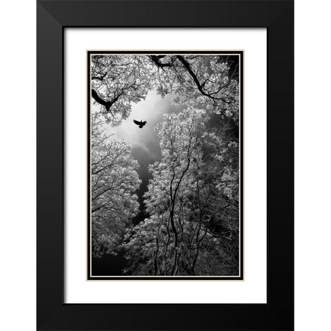Flight Black Modern Wood Framed Art Print with Double Matting by Stamenkovic, Goran