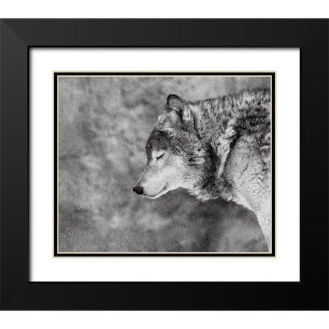 Let It Snow Black Modern Wood Framed Art Print with Double Matting by Ivanova, Victoria