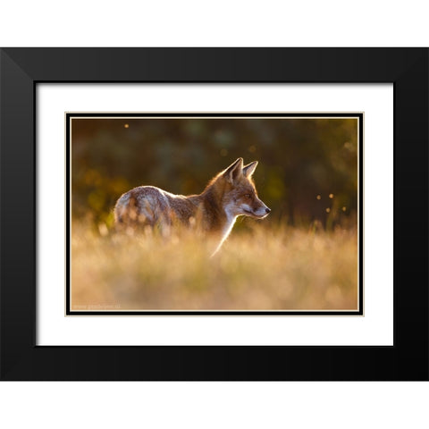 Last Light Fox Black Modern Wood Framed Art Print with Double Matting by Leijen, Pim