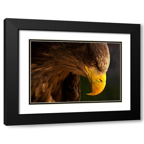 Eagle Pursues Prey Black Modern Wood Framed Art Print with Double Matting by K.H., Adriana