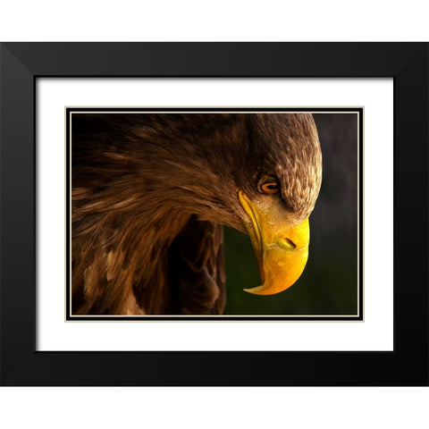 Eagle Pursues Prey Black Modern Wood Framed Art Print with Double Matting by K.H., Adriana
