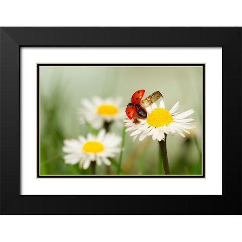 Envole Moi Black Modern Wood Framed Art Print with Double Matting by Bravin, Fabien