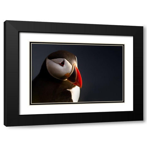Puffin Portrait Black Modern Wood Framed Art Print with Double Matting by Ennedi