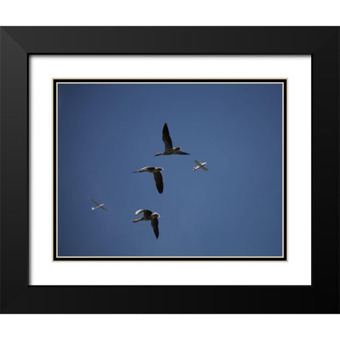 Migrating Black Modern Wood Framed Art Print with Double Matting by Mathiesen, Kent