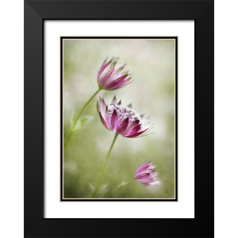 Astrantia Black Modern Wood Framed Art Print with Double Matting by Disher, Mandy
