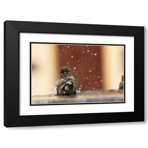 Humourist Black Modern Wood Framed Art Print with Double Matting by Ignatyev, Alexander