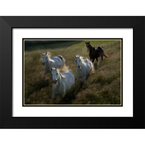 Gallop In Black Modern Wood Framed Art Print with Double Matting by Malovrh, Milan