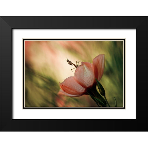 Juliet On The Balcony Black Modern Wood Framed Art Print with Double Matting by Bravin, Fabien
