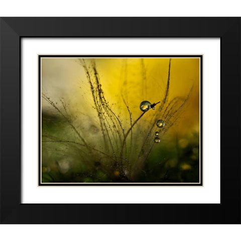 A Golden Morning Shower Black Modern Wood Framed Art Print with Double Matting by Westum, Heidi